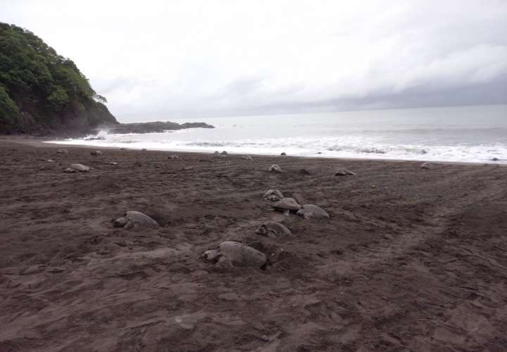 15 mil tortugas desovan en playa La Marinera