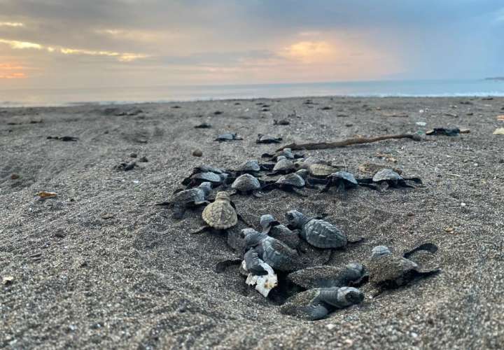 Nacen medio millón de nuevas tortugas en las costas de Tonosí