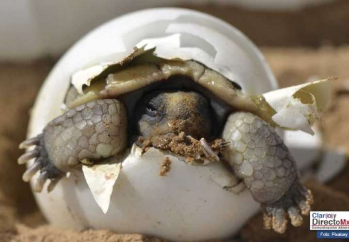 Aprueban acciones para protección de tortugas en riesgo de extinción