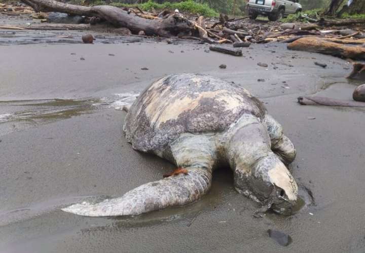 Los expertos aún desconocen la causa de la mortandad de las tortugas. EFE