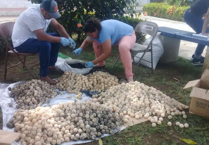Decomisan miles de huevos de tortuga en Los Santos