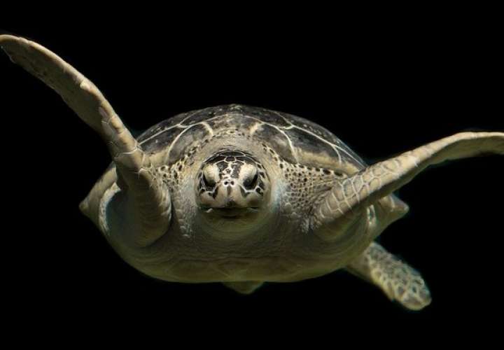 Panamá tiene un conjunto de leyes y programas que protegen a las tortugas marinas. Imagen: Pixabay
