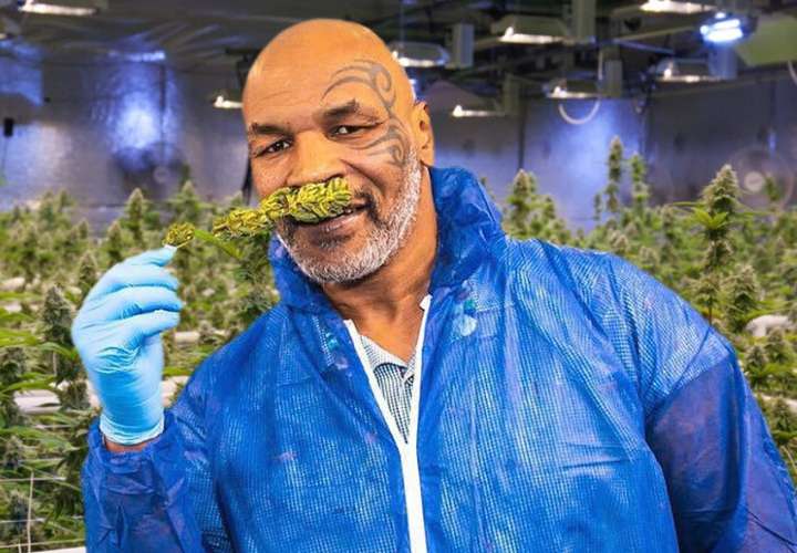 Tyson quiere ser "conejillo de indias" para probar una droga potente