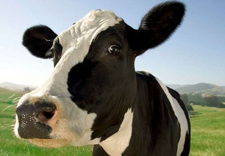 Campesino demanda a sus vacas por no dar leche; dice que son frescas