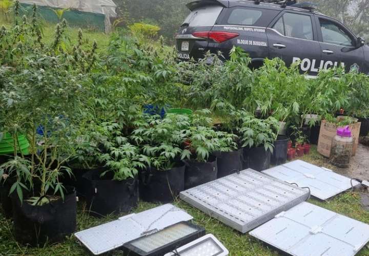 Los plantones de marihuana estaban siendo cultivados en un improviso invernadero.