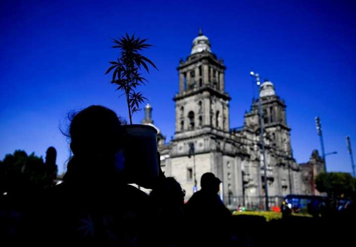ersonas muestran una planta de marihuana el 09 de Marzo de 2021, en el Zócalo de la Ciudad de México (México). EFE