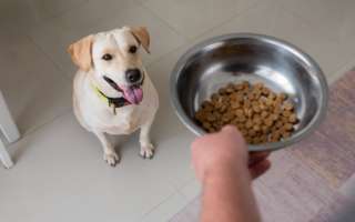 Dueños de mascotas están gastando más de 150 dólares al mes en alimento para perros. Foto ilustrativa / Freepik. 