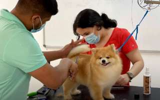A los perros se les debe peinar en casa todos los días, según los peluqueros. Foto / @Mr.Mascotas.