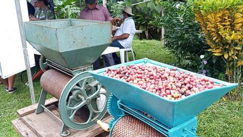 Actualmente, caficultores de Capira, cultivan 400 hectáreas de café de bajura, además de procesar y empacar para la venta 15 quintales por mes.