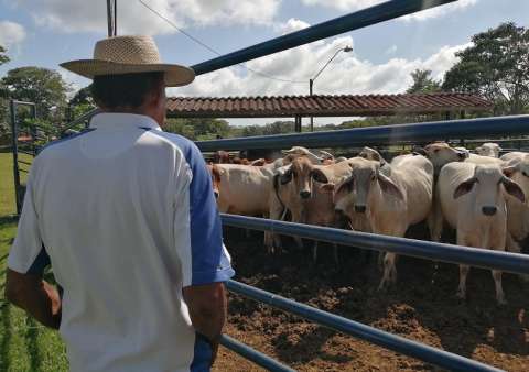 Al Mida le preocupa la posibilidad de que los rancheros no estén curando los animales con signos de miasis cutánea.