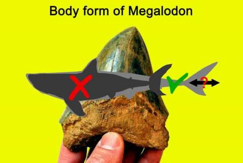Silueta gris oscuro que representa la forma del cuerpo de Otodus megalodon reconstruida anteriormente, basada en gran medida en el tiburón blanco moderno, superpuesta a un contorno gris claro que muestra la forma del cuerpo recién interpretada. EFE
