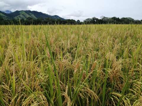 Este año solo se han logrado sembrar 80 mil hectáreas de arroz.