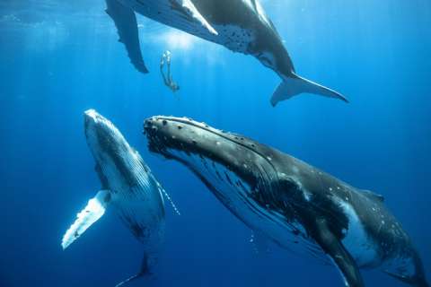 Un buceador desciende entre tres ballenas jorobadas juveniles del tamaño de un autobús urbano. EFE