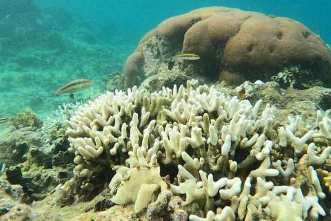 Los eventos de blanqueamiento masivo de corales han ocurrido antes durante los años de El Niño. Foto: Stri