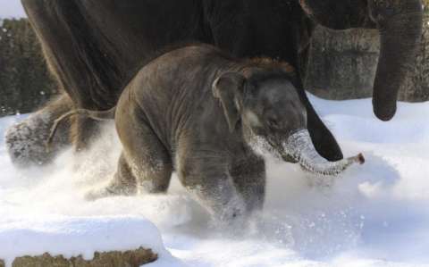 Una cría de elefante corretea en la nieve en una imagen de archivo. EFE