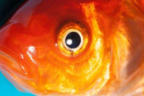 Dos proteínas denominadas &quot;acuaporinas cero&quot; son claves para entender cómo se forman las cataratas y la ceguera en los peces. Imagen ilustrativa Pixabay