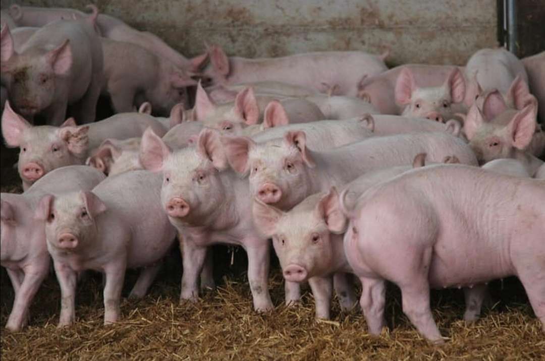 La gripe porcina africana podría tener consecuencias devastadoras en la producción porcina nacional, con graves  afectaciones económicas.