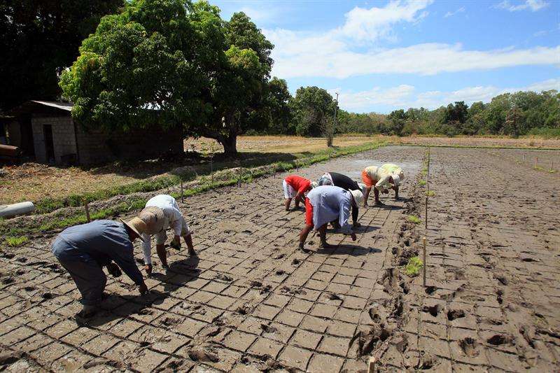 Los empresarios también especifican que está &quot;demostrada la ineficacia de los subsidios como respuesta efectiva a deficiencias estructurales, se requiere un abordaje mediante fórmulas que contemplen técnicas y prácticas avanzadas de producción&quot;. EFE