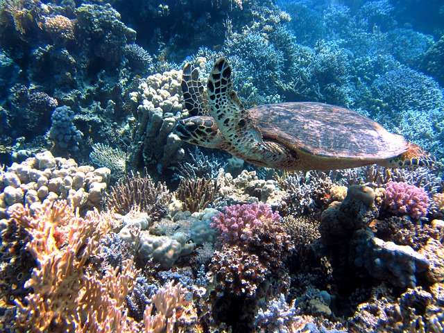 Imagen ilustrativa de un arrecife de Coral. Foto: Pixabay
