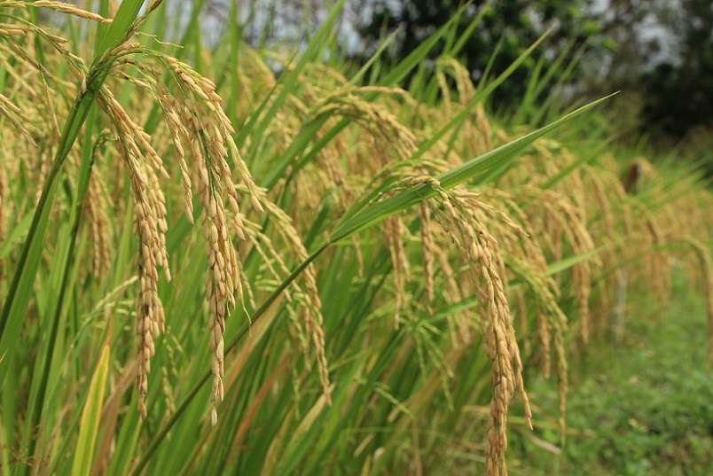 Mida presenta informe de avance de la producción de arroz