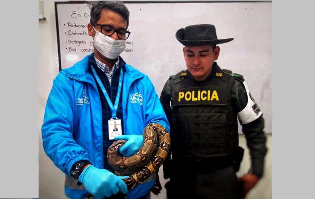Fotografía cedida por la Secretaría de Medio Ambiente que muestra la boa constrictor de más de un metro encontrada en un autobús hoy, lunes 10 de septiembre de 2018, en Bogotá (Colombia). EFE/Cortesía Secretaría de Medio Ambiente