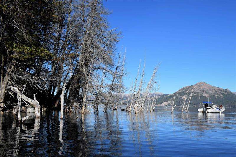 La imagen muestra parte del peculiar bosque sumergido de Villa Traful, una rareza geológica que según los expertos podría pasar de ser uno de sus principales atractivos turístico a causante de un tsunami que ponga en jaque a la Patagonia. EFE