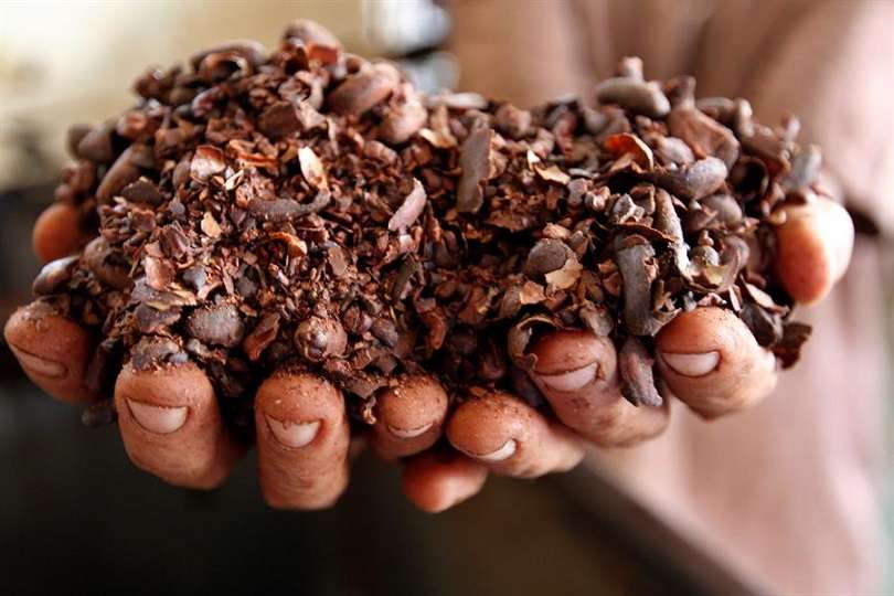 El cacao se cultiva a la sombra de otros árboles maderables y de cultivo musácea que le provee un entorno seguro, cálido y húmedo, vital para su desarrollo. EFE