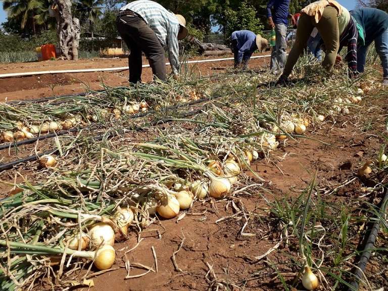 A los productores se les adeudan unos 570 mil balboas, por la venta de 13 mil 60 quintales de cebolla 