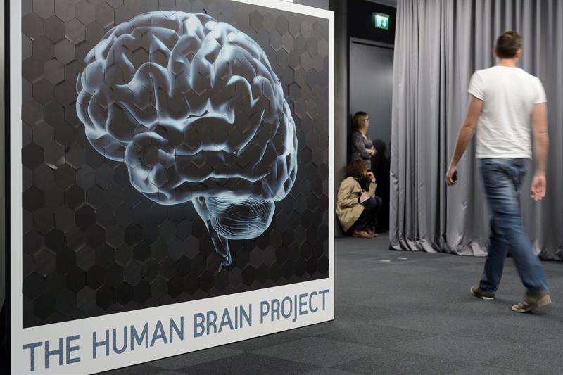 Fotografía de un cerebro humano durante una rueda de prensa sobre el Proyecto Cerebro Humano en el Instituto Federal de Tecnología suizo, en el campus Biotech de Ginebra (Suiza). EFE/Archivo