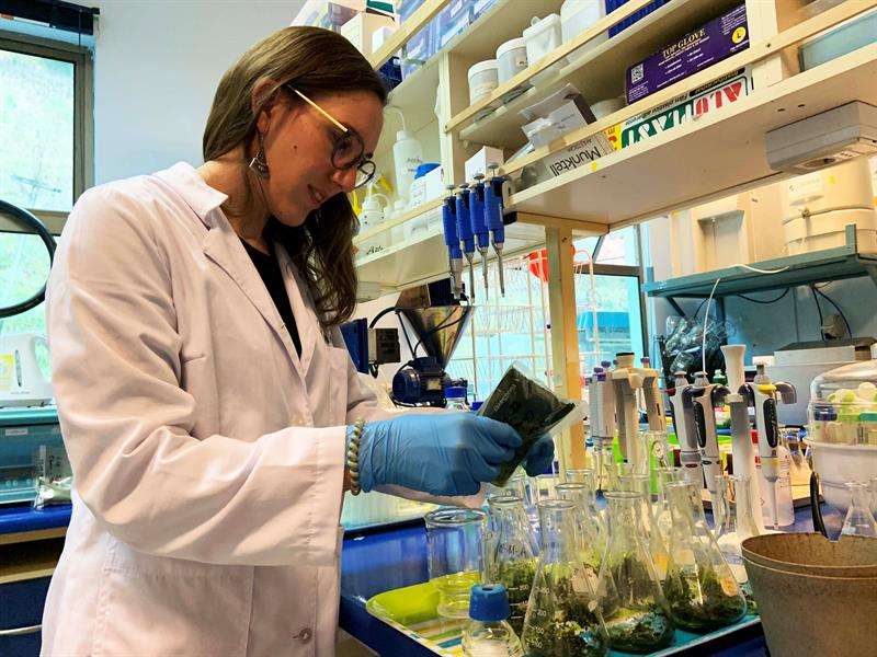 Fotografía cedida por la Universidad de Concepción, muestra a científicos que trabajan en la creación de papel bioactivo algal que busca prolongar la duración de los alimentos. EFEUniversidad de Concepción