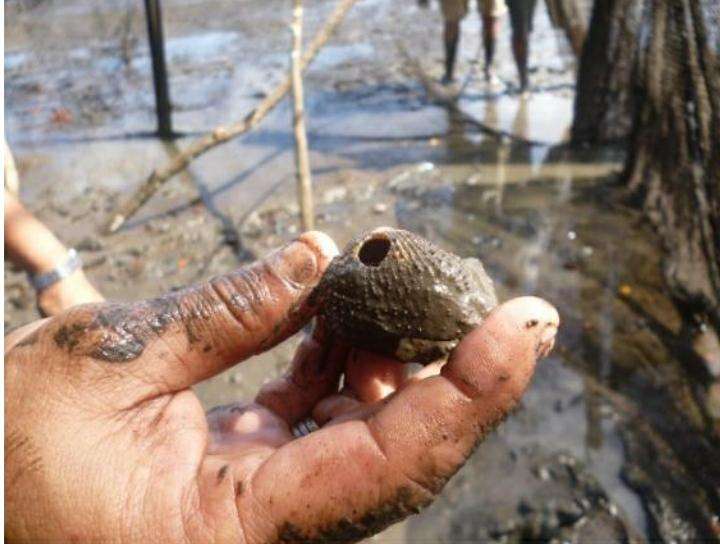 La sobreexplotación de la concha negra ha puesto en riesgo este recurso natural.