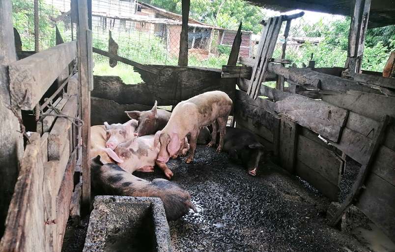 Los porcinocultures de Azuero aseguran que la situación es dura debido al alza de los precios de los insumos.