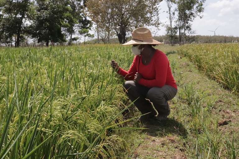 Las investigaciones están dirigidas al mejoramiento genético del arroz, resistencia a plagas y adaptación climática.