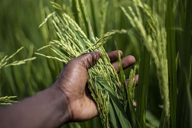 Los rendimientos del cultivo de arroz de este año serán menores a los del 2021. Imagen Pixabay 