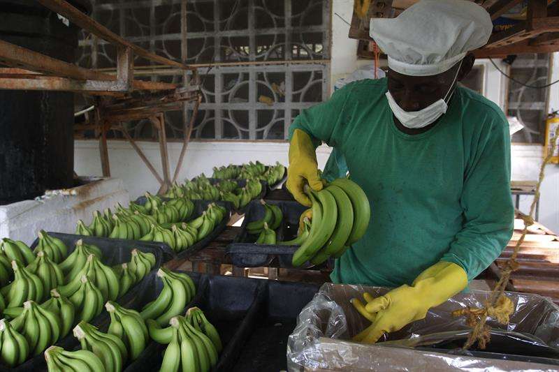 La Asociación de Bananeros del Magdalena y La Guajira (Asbama) activó protocolos de bioseguridad, como medida preventiva, que incluyen vigilancia fitosanitaria permanente de los cultivos y capacitación para la identificación de los síntomas. EFE/Archivo