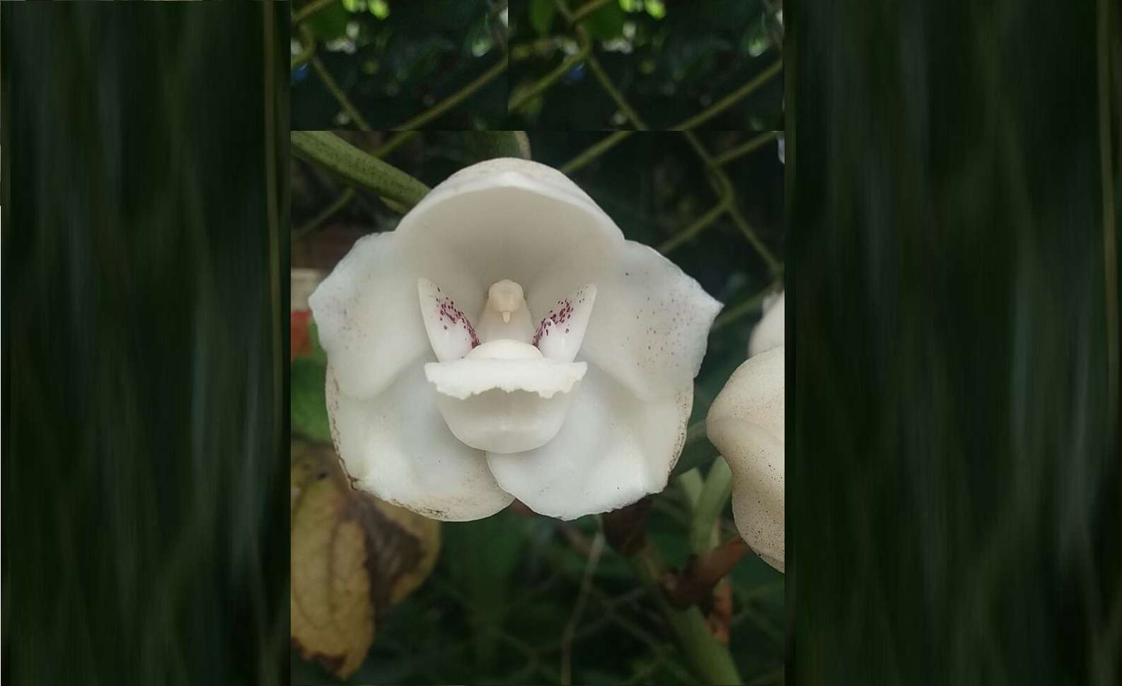 La Flor del Espíritu Santo, delicada orquídea que con sus pétalos color blanco marfil forma la figura de una paloma y es emblema nacional de Panamá. Foto: ATP
