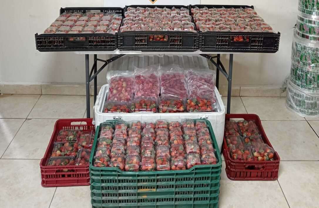Las cajas de fresas de presunto contrabando.