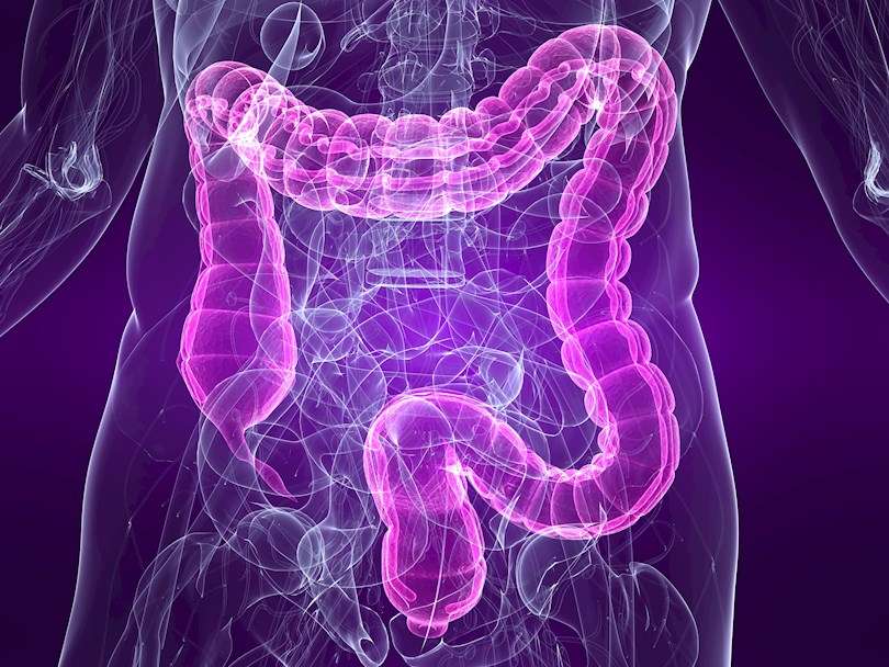 Imagen cedida por Ikerbasque del estudio genético que ha llevado al descubrimiento de que los genes controlan los hábitos intestinales.