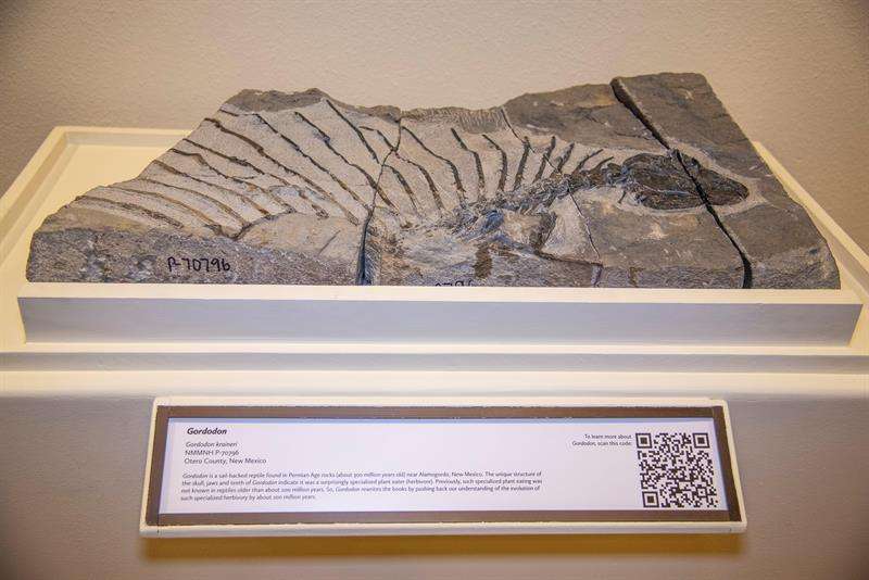 Fotografía cedida por The New Mexico Museum of Natural History &amp; Science (NMMNHS) de un fósil del que sería el reptil herbívoro más antiguo. EFE/ NMMNHS