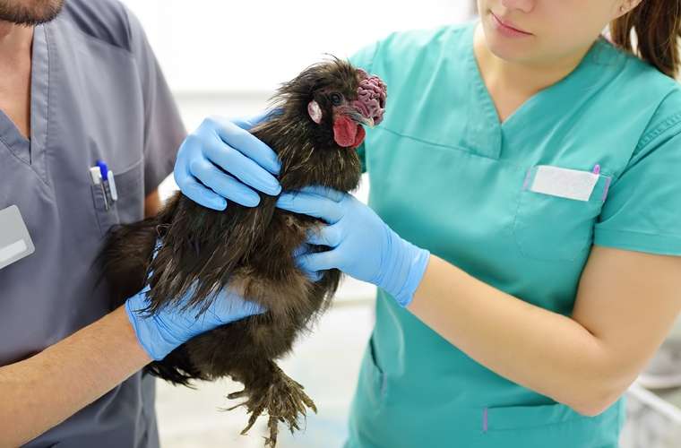 La gripe aviar es una enfermedad vírica aguda, altamente contagiosa y fatal para los pollos y pavos.