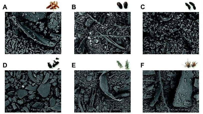 magen obtenida con microscopía electrónica de harinas de diferentes insectos: gusano de la harina (A), escarabajo (B), oruga (C), hormiga (D), langosta (E) y grillo (F). Fotografía cedida por la Universidad Autónoma de Madrid. EFE