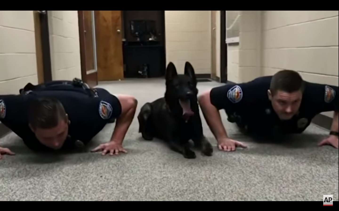 Un video impresionante publicado por el Departamento de Policía de Gulf Shores se está volviendo viral y se debe al oficial de cuatro patas que aparece en el video.