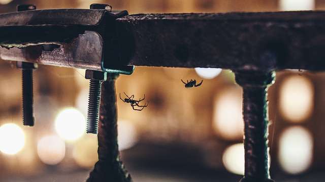 ¿Qué haría si su casa fuera infestada por decenas de mortales arañas?  /  Foto: Ilustrativa - Pixabay