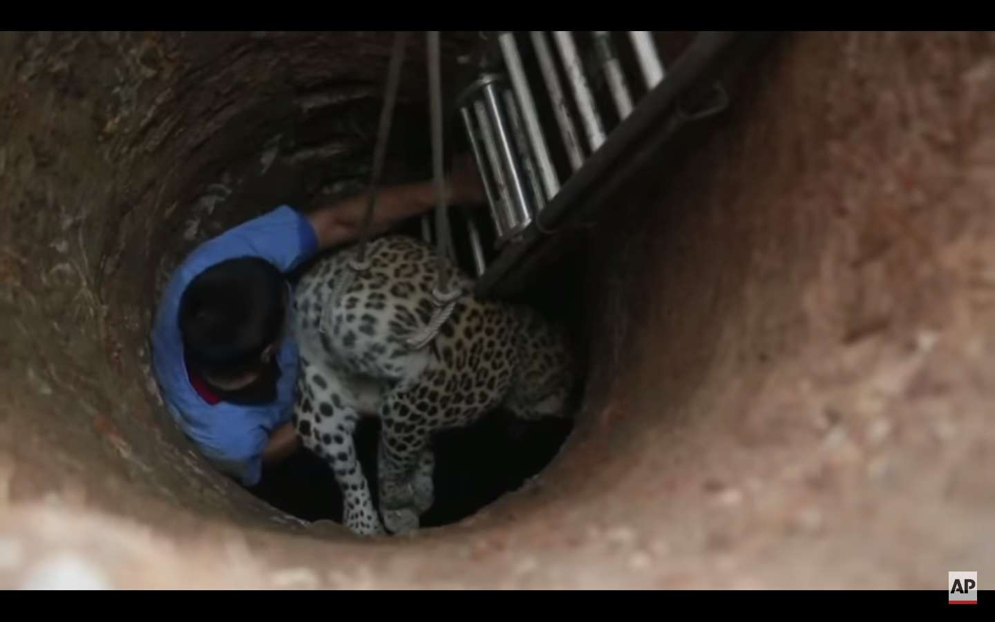 Tras ser rescatado, el animal fue llevado a un parque zoológico.