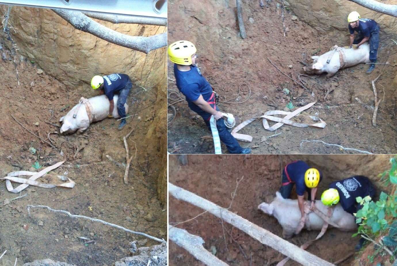 De no haber sido rescato, el animal, que pasaba más de 200 libras, pudo morir.  /  Foto: @BCBRP