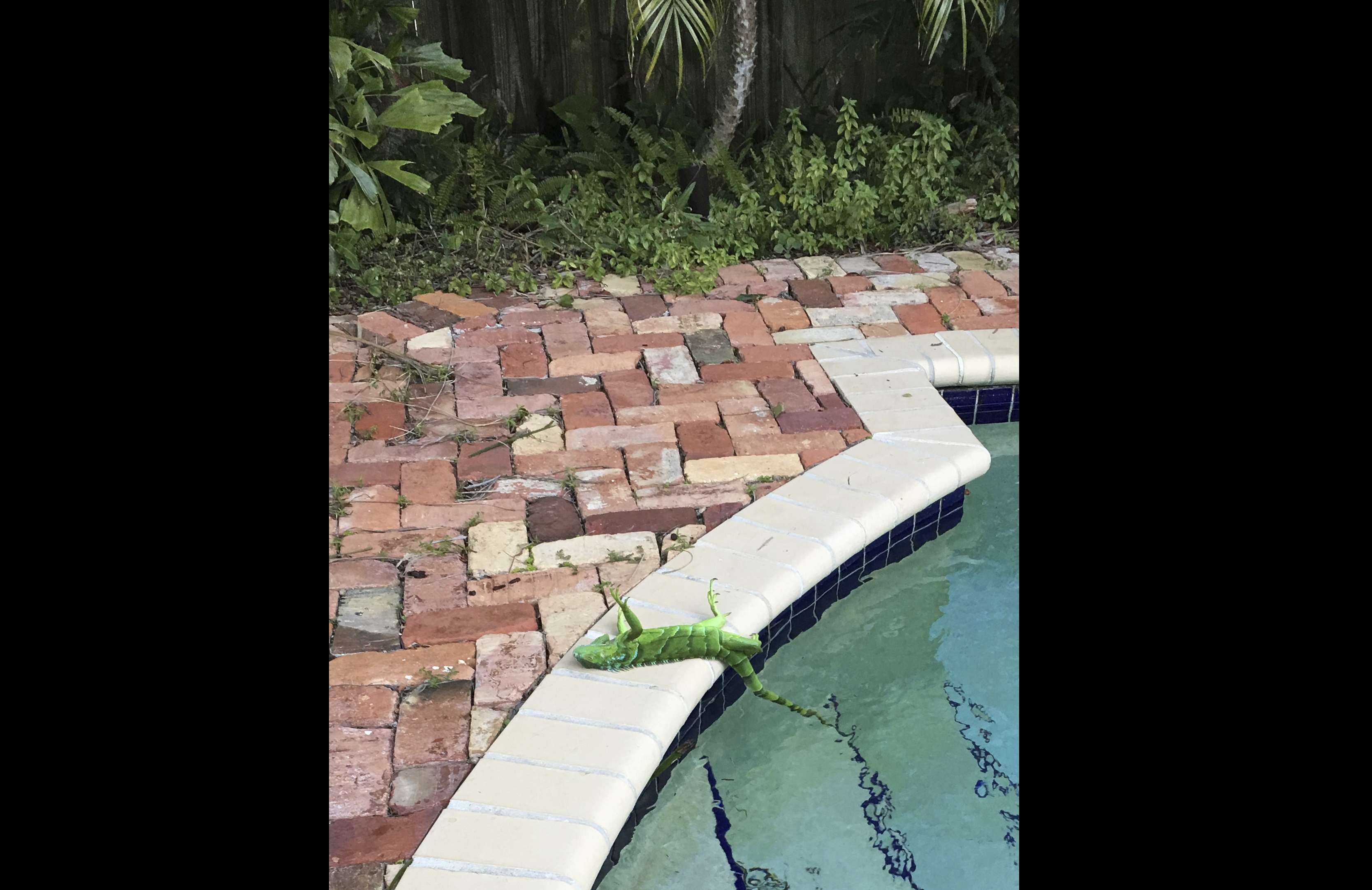 Esa temperatura es lo suficientemente fría para inmovilizar a las iguanas verdes, que son comunes en los suburbios de Miami. Foto: AP
