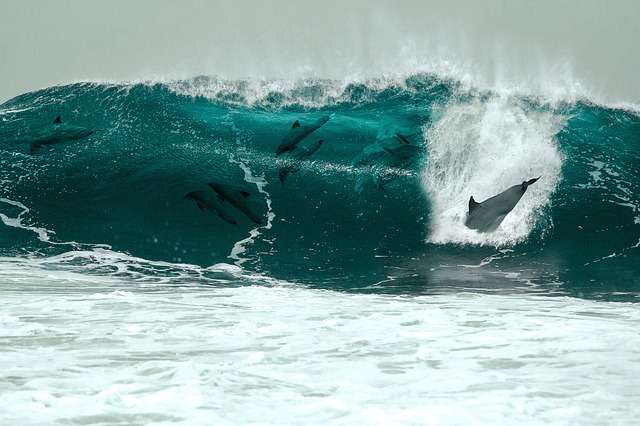 El intento del delfín por engullir entero al octópodo resultó mortal. /  Foto: Ilustrativa - Pixabay