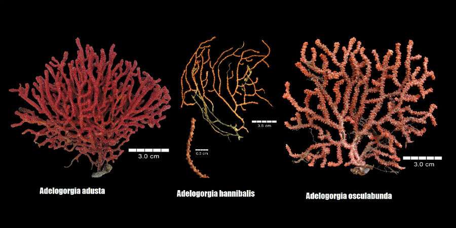 Estas tres nuevas especies completarán así las guía de corales blandos que el biólogo marino Frederick Merkle Bayer (1921-2007) elaboró en los años 50 del pasado siglo. Foto: Cortesía Stri