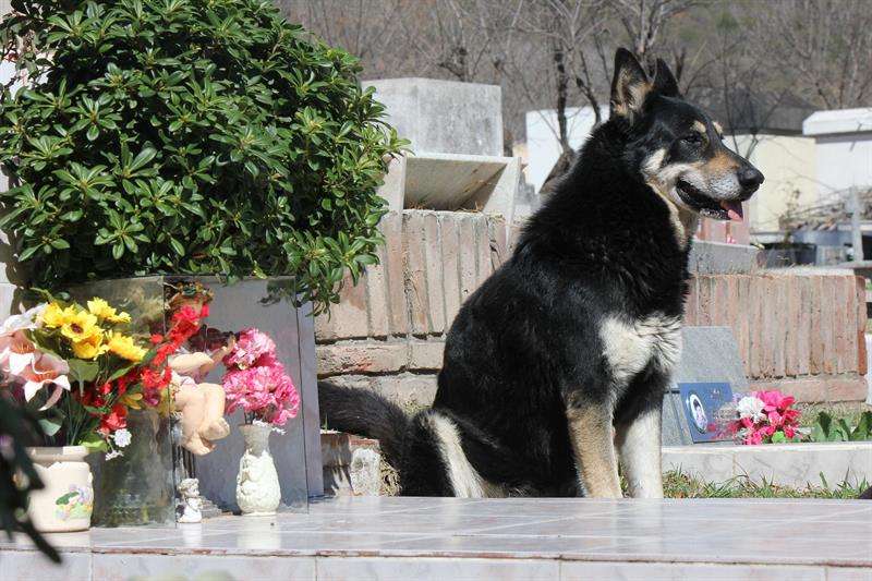 Fotografía de archivo fechada en 2012 que muestra a &#039;Capitán&#039;, el perro que durante más de una década veló la tumba de su amo, en la localidad de Villa Carlos Paz, en la provincia de Córdoba (Argentina). EFE  /Cortesía La Voz del Interior