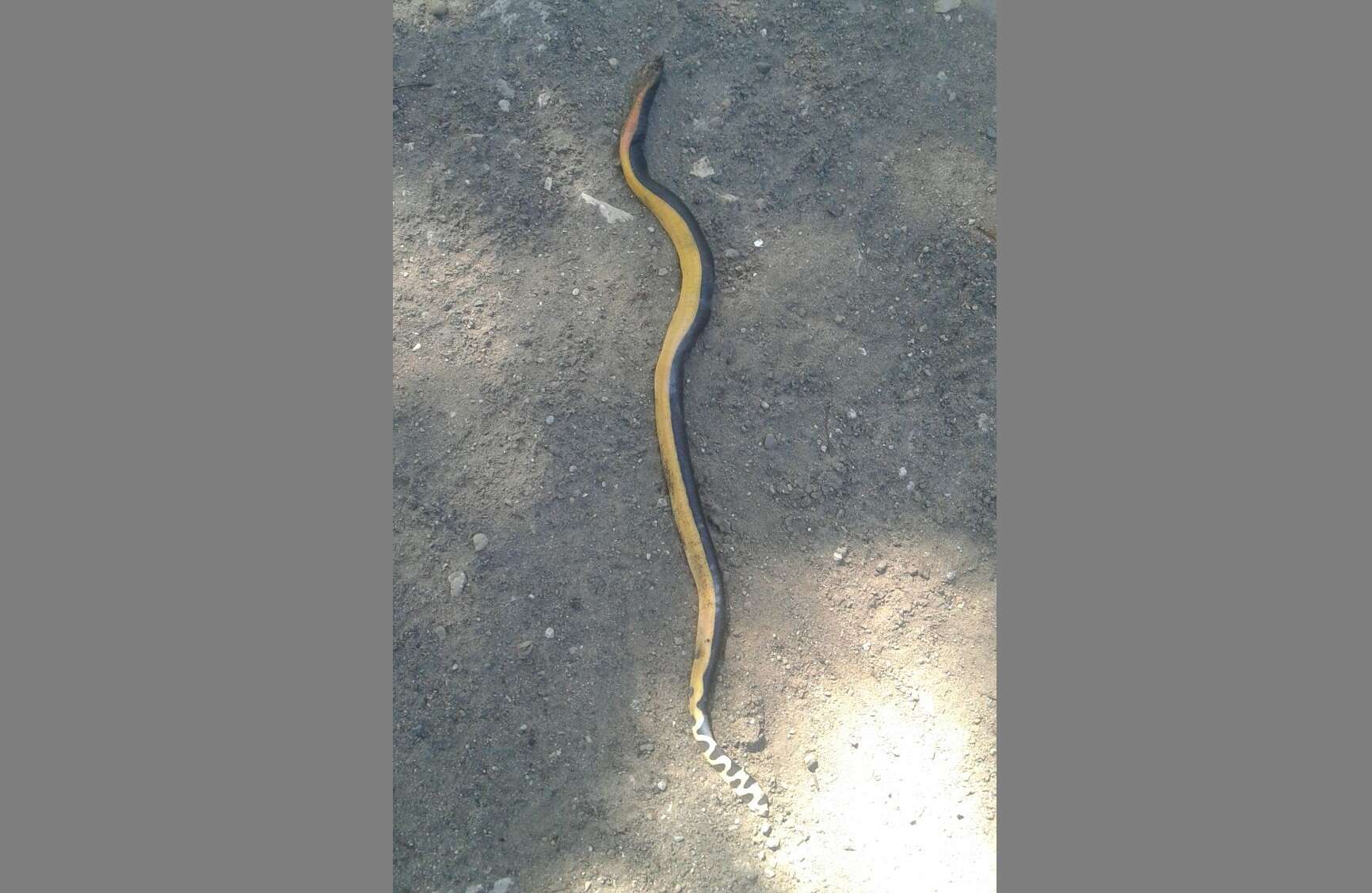 Estas serpientes habitan en los litorales costeros del océano Pacífico, dentro de los límites tropicales y subtropicales. /  Foto: Mayra Madrid